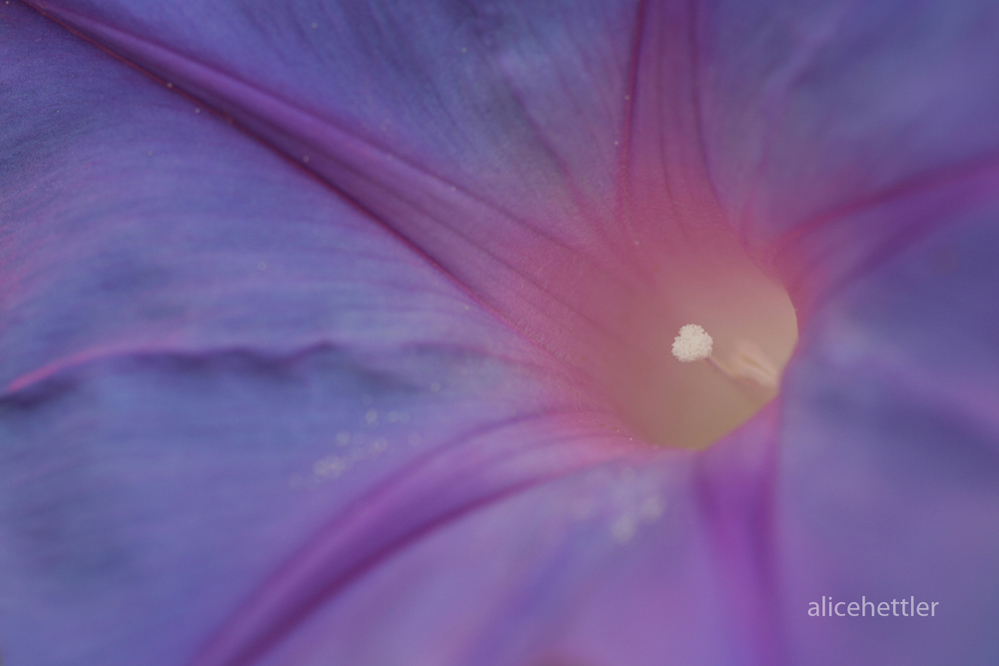 Blaue Prunkwinde (Ipomoea nil)